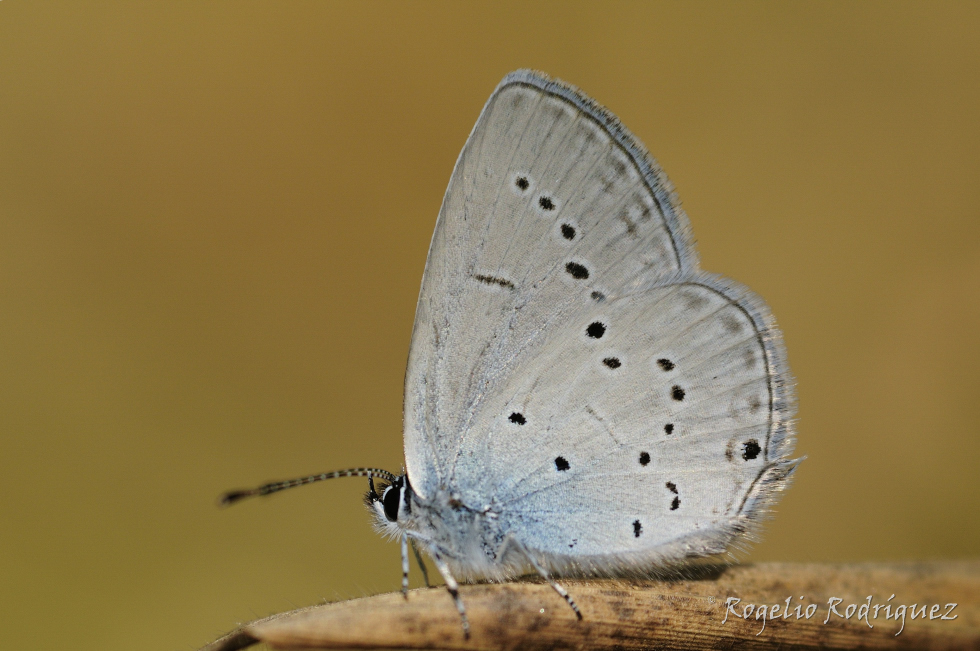 Mariposa trivoltina. Se encuentra en la Cordillera Cantábrica y Pirineos